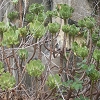 Plants: image 85 Of 94 Thumb